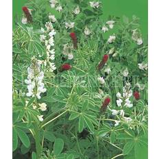 Flower Seeds Kiepenkerl Leguminosen Mischung