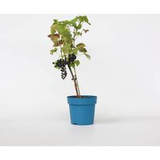 Planten Plant in a Box Traubenpflanze 60-75 cm Topf 21cm
