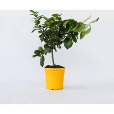 Kasvit Plant in a Box Sitruunapuu Citrus Limon 60-70cm