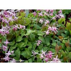 Bispehue Lilafee Staude