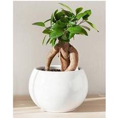You Garden Microcarpa Ginseng Bonsai Fig 14 cm Pot
