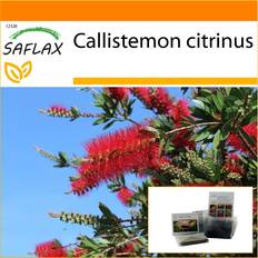 Sunny Seeds Saflax Garden In The Bag Red Bottle Brush 400 Seeds