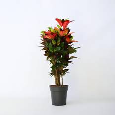 Planten Plant in a Box Codiaeum Variegatum Mrs Iceton Hoogte 90-100 cm Pot 27 cm Groen