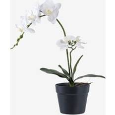 Kunstige planter House Nordic Orkide 47 cm Grønn/Hvit Kunstig plante