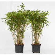 Planten Plant in a Box Bamboe Set 6 Fargesia Nitida Gansu H50-70cm x 17cm