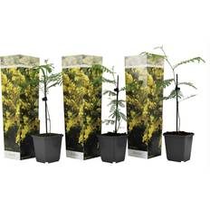 Planten Plant in a Box Zilveracacia Set 3 Mimosa Dealbata 25-40cm x 25-9cm