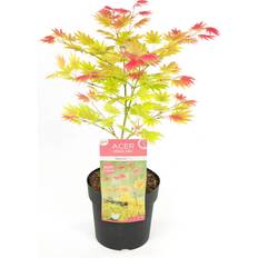 Monivuotiset Plant in a Box Japanin Vaahtera Acer Palmatum Moonrise 40-50cm 19cm