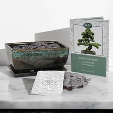 Seeds Bonsai Pine Growing Kit