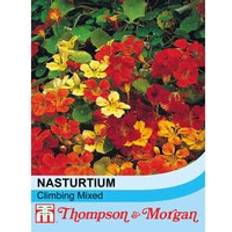 Thompson & Morgan Nasturtium Climbing Mixed 1 Seed Packet 40 Seeds