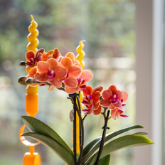 Pflanzen Kolibri Orchids Orange Orchidee Bolzano Hieroglyph Zierpot Off White