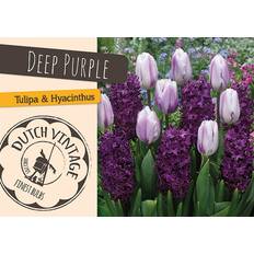 Blomsterløg Mix Deep Purple