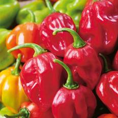 Sunflux Habanero Red Chili Frø Grøntsagsfrø