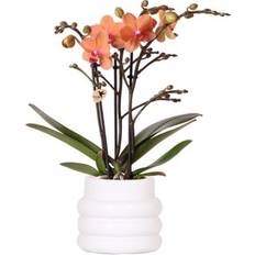 Pflanzen Kolibri Orange Phalaenopsis Orchidee Ø9cm 30cm