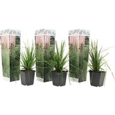 Krukväxter Plant in a Box Pampasgräser Set 40 cm