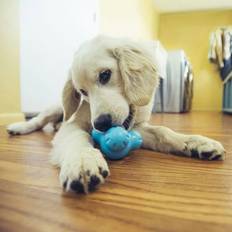 West Paw Dog Toy With Zogoflex Tux Aqua Blue S