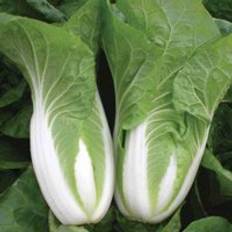 Chinese NatsUKi F1 Hybrid 1 Seed Packet 30 Seeds