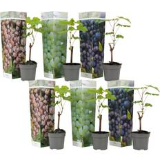 Seeds Plant in a Box Traubenpflanze 6 Stk Vitis Vinifera Höhe 25-40 cm Topf 9 cm