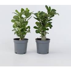 Pflanzen Plant in a Box Wüstenrose 2er Set Höhe 25-40 cm