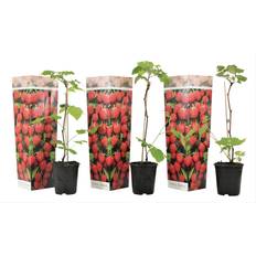 Piante in vaso Plant in a Box Himbeere 3er Set Höhe 25-40 cm