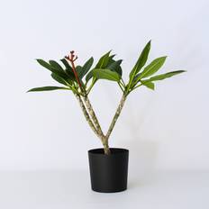 Växter Plant in a Box Plumeria Rubra Höhe 55-70 cm Topf 17 cm