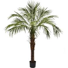 Ornamental Trees Bellanest 6ft Robellini Palm Tree