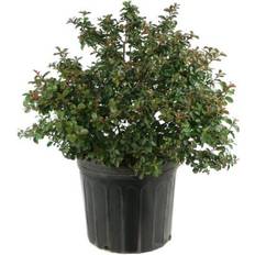 Trees & Shrubs National Plant Network 3 Gal Crape Myrtle Natchez