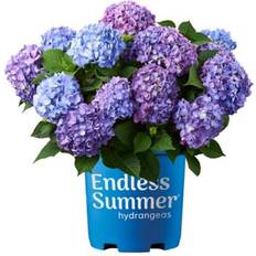 Trees & Shrubs Endless Summer 2 Gal Potted Bloomstruck Hydrangea Shrub