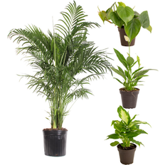 Potted Plants Costa Farms Bundle Of Cat Palm Tree and Exotic Angels House Plant in 4-Pack
