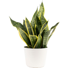 Potted Plants Costa Farms Grower's Choice Sansevieria Snake Plant 6-in Planter