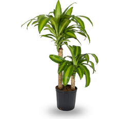 Potted Plants Lowe's Corn Plant House Plant in 1.72-Gallon Pot