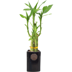 Plants Arcadia Green Lucky Bamboo House Plant in 2.5-in Pot