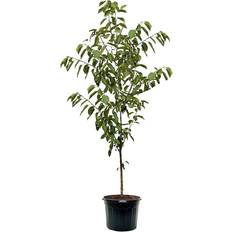 Southern Planters Sweet Cherry in Pot with Soil