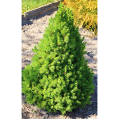 Ornamental Shrubs Lowe's Alberta Spruce Feature Shrub in 1-Gallon Pot