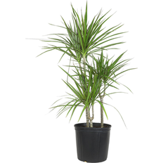 Potted Plants Lowe's 2.00-Gal Dracaena Marginata Pltr