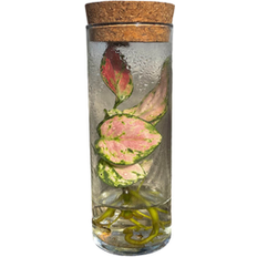 Potted Plants Proven Winners H2O Mini Pink Aglaonema Hybrid House Plant in 6-in Terrarium