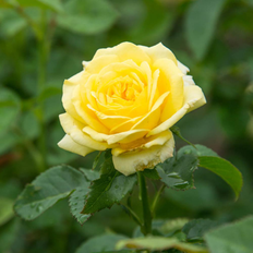 Ornamental Shrubs Spring Hill Nurseries Yellow Freedom Shrub Rose 1 Pack in Bare Root