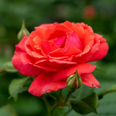 Ornamental Shrubs Spring Hill Nurseries Coral Freedom Shrub Rose 1 Pack