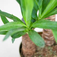 Pflanzen Yucca Elephantipes mit Korb Lissabon Schwarz 90 cm Ø21