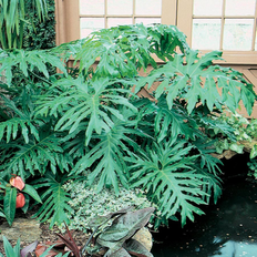 Plants Lowe's Philodendron House Plant in 1.72-Gallon Pot