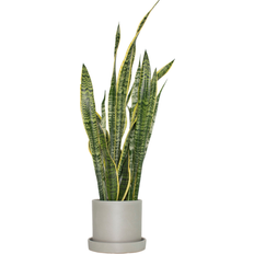 Plants National Plant Network House in 7-in Pot LW4700