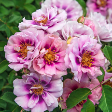 Trees & Shrubs Spring Hill Nurseries Easy On The Eyes Shrub Rose 1 Pack