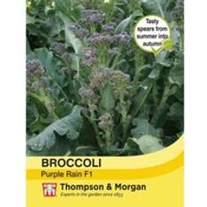 Seeds Thompson & Morgan Broccoli Tz 7035 Purple Sprouting 1 Seed Packet 40 Seeds