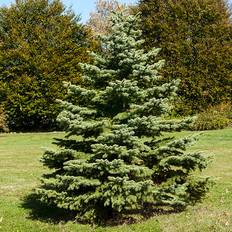 Ornamental Trees White Spruce Tree 1-2 ft