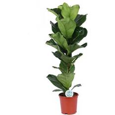MY Ficus Lyrata 21 cm Green