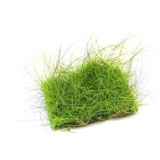 Pflanzen Dennerle Eleocharis Acicularis 10 x 15 Centimeter Pad