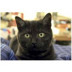 Party Cards & Invitations Kevin Milner Countryside Farm Cat Greetings Card Multicoloured