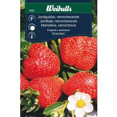 Weibulls Bærfrø Jordbær Fragaria x Ananassa Grøntsagsfrø