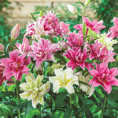 Plants Roselily Mixed Dormant Flowering Bulbs 5-Pack