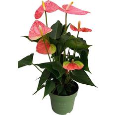 Rosa Potteplanter Plant in a Box nthurium Colorado Pink 40cm