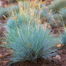 Festuca Glauca Elijah Blue 1 Plant Evergreen Outdoor Grasses In 9cm Pot